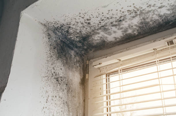Mold Removal service in Central City